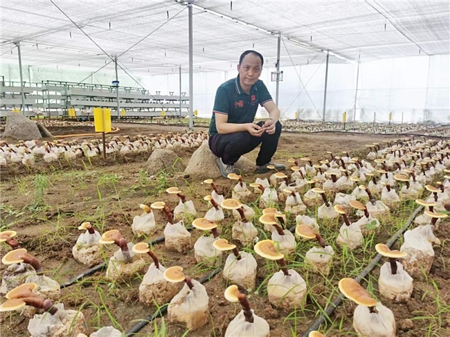 山东省杰出工程师田克赞：三十载深耕 让泰山灵芝焕发新生