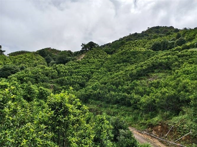 凤凰单丛新手入门：3个冲泡技巧+5个香型推荐，看完不花冤枉钱